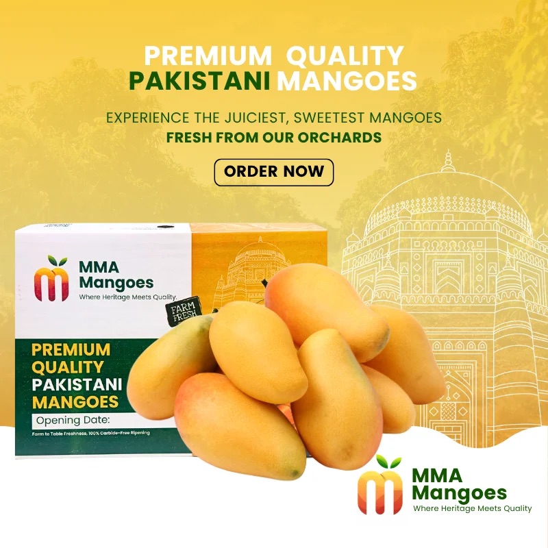 Pakistani mango orchard near Multan at golden hour