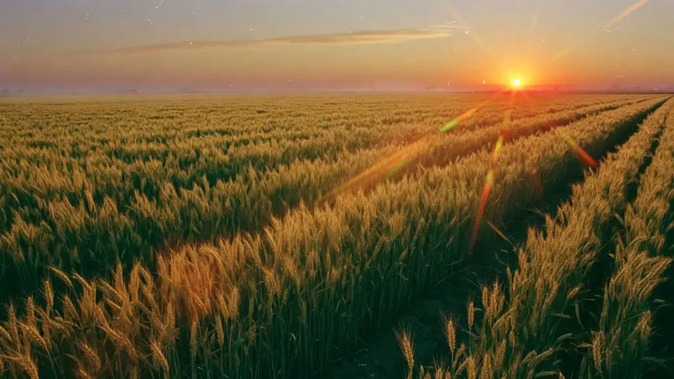 Golden-hour wheat field in southern Punjab