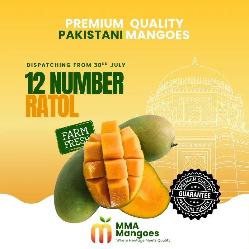 12 Number Ratol Pakistani mango from Punjab (Ratol belt)