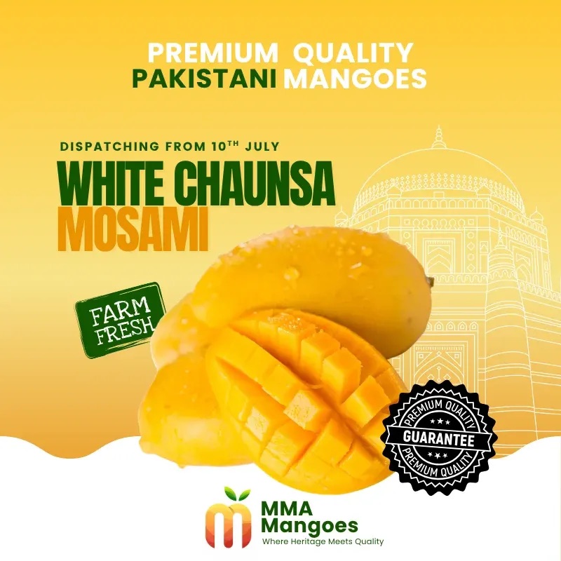 White Chaunsa (Nawab Puri) Pakistani mango from Multan / Nawabpur belt, southern Punjab